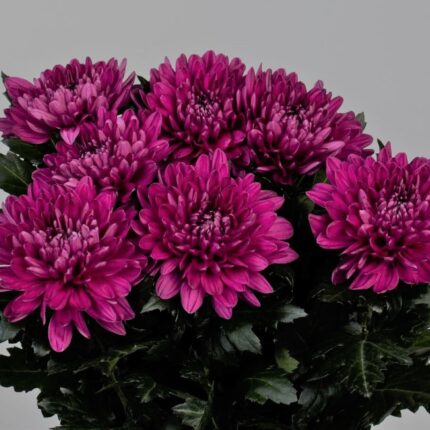 ANASTASIA ANDRE PURPLE