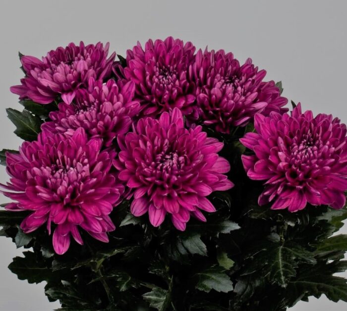 ANASTASIA ANDRE PURPLE