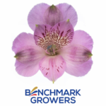 RAMO DE ALSTROEMERIAS (LIRIO DEL PERU) MONOCOLOR - Imagen 2