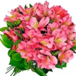 MONOCOLOR ALSTROEMERIAS (PERUVIAN LILIES) BUNCH