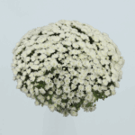 CHRYSANTHEMUM BALL PLANT
