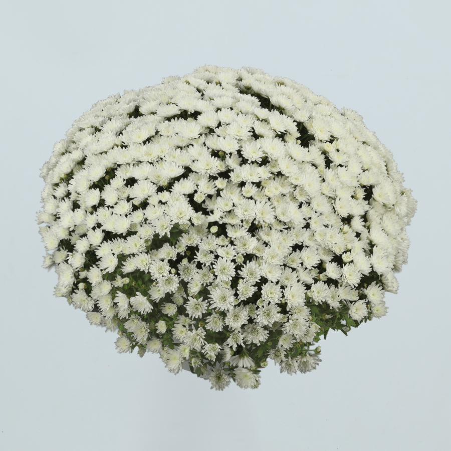 BOLA CRISANTEMO BLANCA CHRYSANTHEMUM BALL PLANT - Image 1