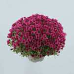 CHRYSANTHEMUM BALL PLANT - Image 2