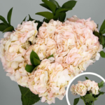 BOUQUET DE  HORTENSIAS