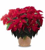 SINGLE BIG POINSETTIA ON A BASKET