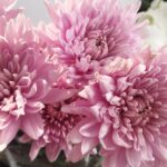 BOUQUET OF ANASTASIAS