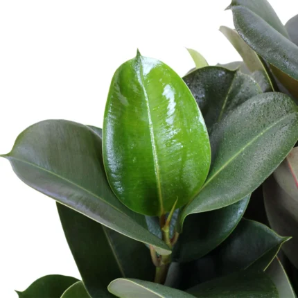 FICUS ELASTICA