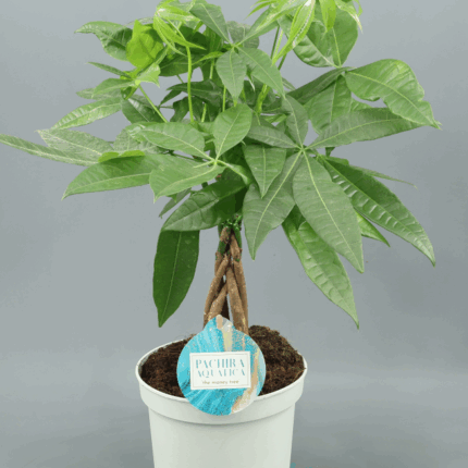 PACHYRA AQUATICA