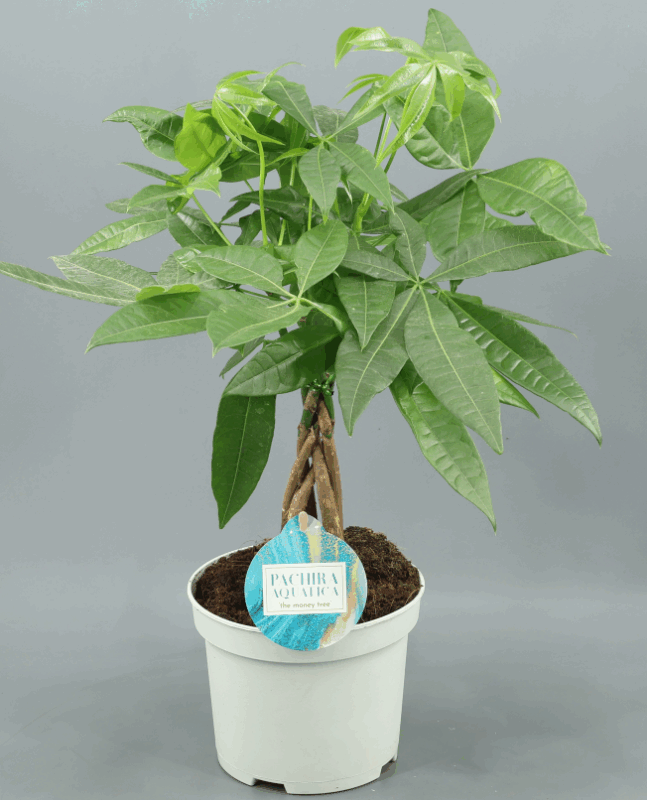 PACHYRA AQUATICA