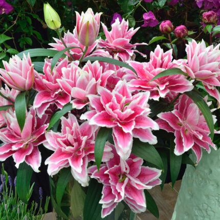 Roselily Samantha Double Oriental Kiss Lily