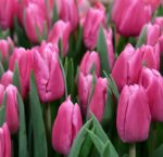 RAMO MONOCROMATICO DE TULIPANES