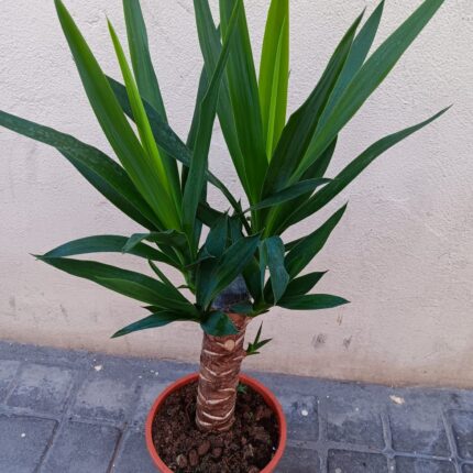 YUCCA MEDIANA