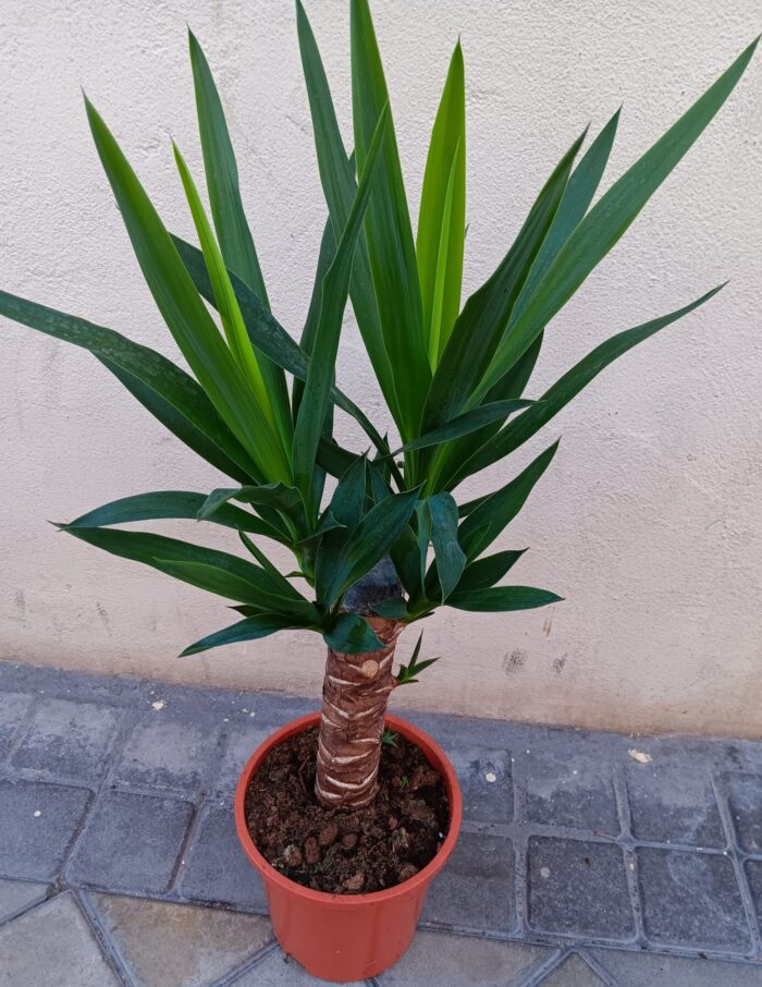 YUCCA MEDIANA