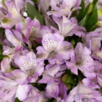 MONOCOLOR ALSTROEMERIAS (PERUVIAN LILIES) BUNCH