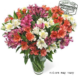 alstroemeria mixed
