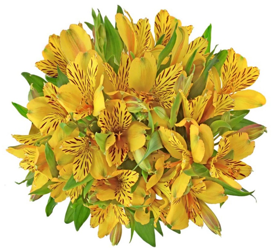 alstroemerias amarillas c MONOCOLOR ALSTROEMERIAS (PERUVIAN LILIES) BUNCH - Image 1