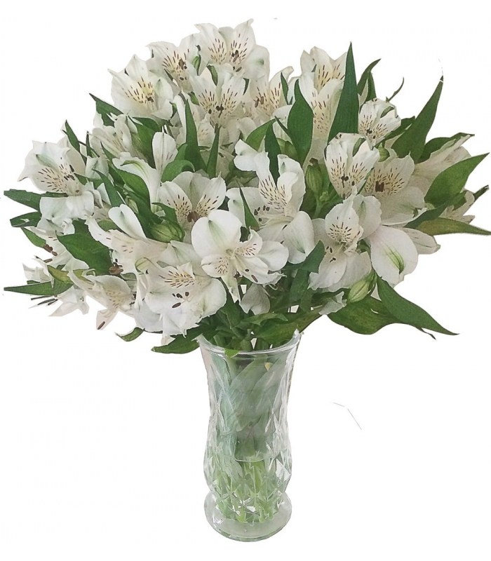 astromelias-brancas MONOCOLOR ALSTROEMERIAS (PERUVIAN LILIES) BUNCH - Image 1