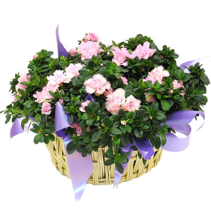 centroazaleas