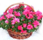cesta azaleas