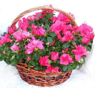 cesta azaleas