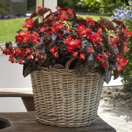 cesta begonias jardin