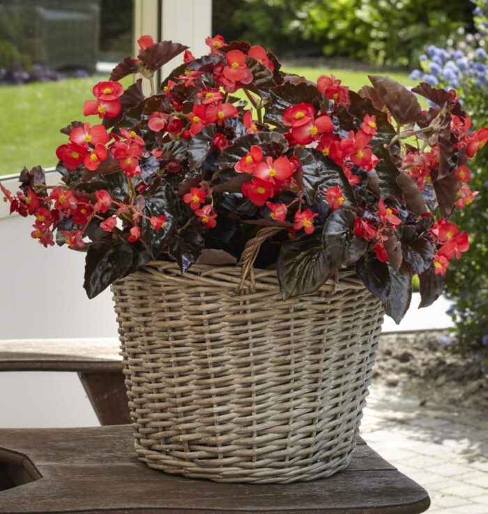 cesta begonias jardin