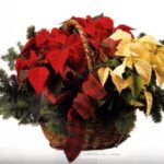 CESTO DE POINSETIAS DOS COLORES