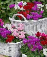 CYCLAMEN BASKET - Image 2