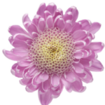 RAMO DE ANASTASIAS - Imagen 2