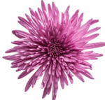 RAMO DE ANASTASIAS - Imagen 2