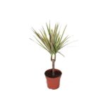 dracena bicolor 1 tronco