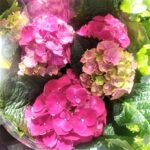 HYDRANGEA PLANT