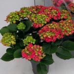 PLANTA DE HORTENSIAS