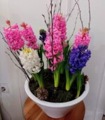 HYACINTHUS GARDEN - Image 2