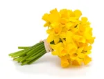 BOUQUET DE NARCISOS AMARILLOS - Imagen 2