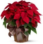 SINGLE BIG POINSETTIA ON A BASKET - Image 2