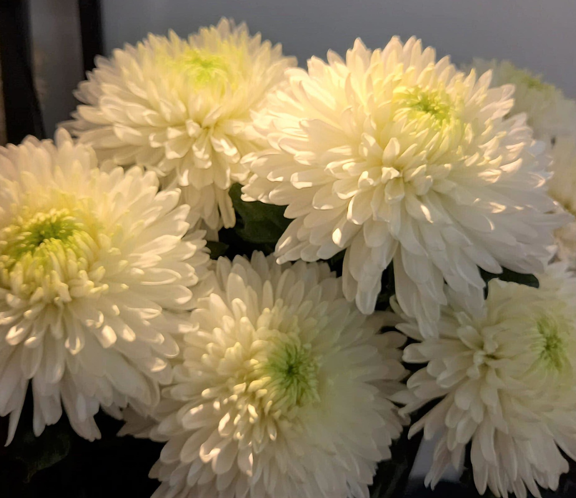 ramo crisantemo magnum 2 c WHITE CHRYSANTHEMUM MAGNUM BUNCH - Image 1
