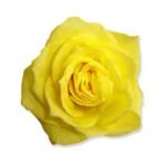 ROSA LIOFILIZADA AMARILLA.