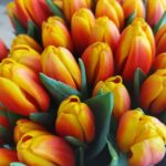 RAMO MONOCROMATICO DE TULIPANES