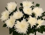 BOUQUET OF ANASTASIAS