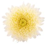 RAMO DE ANASTASIAS - Imagen 2