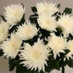 BOUQUET OF ANASTASIAS