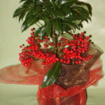 PLANTA DE ARDISIA DE BOLITAS ROJAS