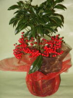 ARDISIA PLANT WITH ITS RED FRUITS