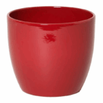 ARDISIA PLANT WITH ITS RED FRUITS - Image 2