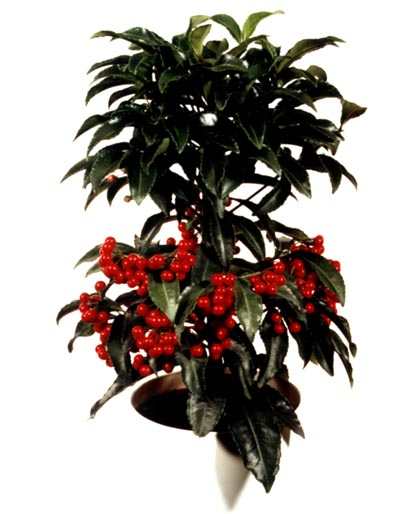 ardisia crenata PLANTA DE ARDISIA DE BOLITAS ROJAS - Imagen 1