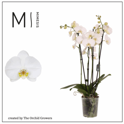 EXTRA PHALAENOPSIS ORCHID 4 STEMS